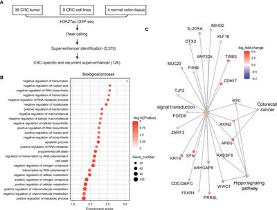 Super-Enhancer Induced IL-20RA Promotes Proliferation/Metastasis and Immune Evasion in Colorectal Cancer